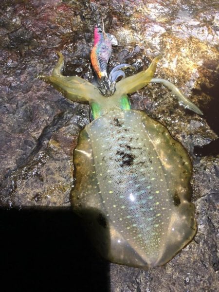 2022 佐渡ヶ島エギング 12回目